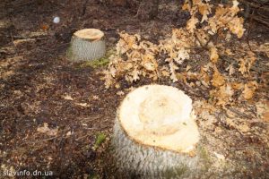 У Черкаській ОТГ знову знищили більше 70 дерев