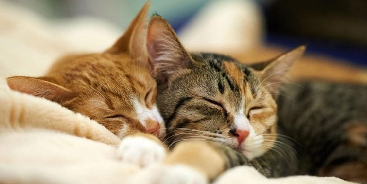 Что нужно знать тем, кто любит спать с котом