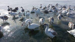 В сети показали, где зимуют лебеди на Донетчине