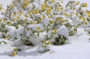 Какую погоду ждать в марте: прогноз метеорологов