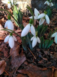 Что будет с распускающимися растениями, если ударит мороз –15