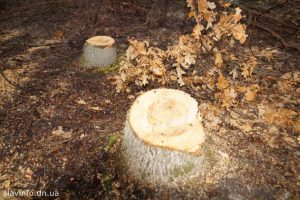 Що не так з покаранням «чорних лісорубів»?