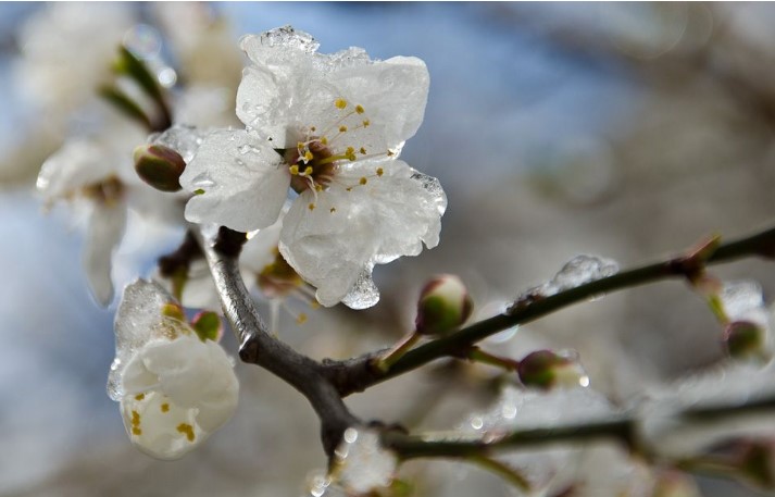 Может привести к повреждению и гибели растений: синоптики предупредили о сильном похолодании