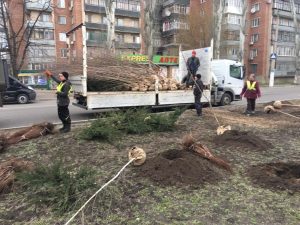 В Славянске высадили березы и розовые кусты. Фотофакт