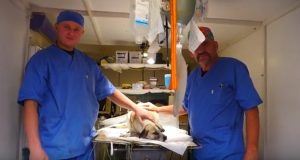 В Славянске бесплатно стерилизуют и вакцинируют бездомных животных