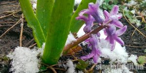 Цветы под снегом как стеклянные: к нам вернулась зима