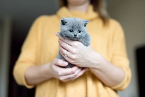 Почему кошки воспринимают хозяев как родителей