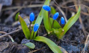 В Славянске и районе начались рейды по торговцам первоцветами