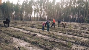 На севере Донетчины высаживают лес