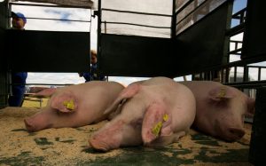 В двух областях Украины вспыхнула чума свиней
