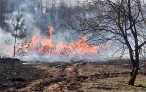 Кабмин одобрил усиление ответственности за поджог сухой травы