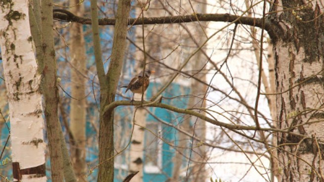 Лечение по тарифам, новые пенсии и карантин – что ждать с 1 апреля 2020