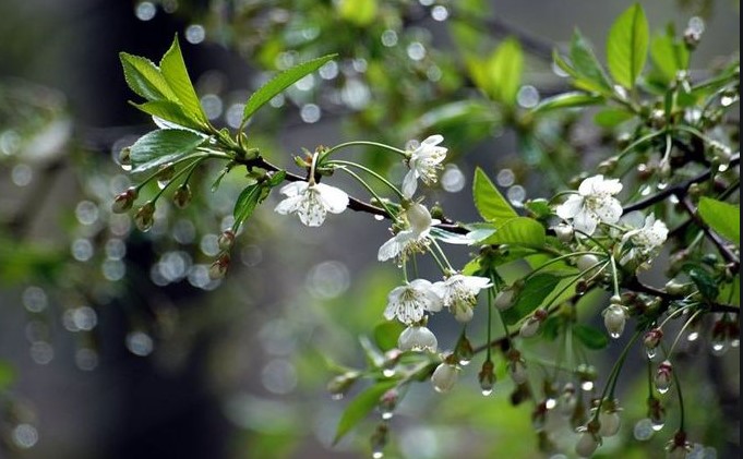 В Украину идут дожди: синоптики обновили прогноз погоды (карта)