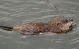 Ондатра поселилась в центре Славянска. Фото