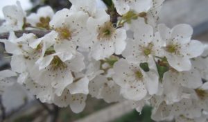 13 апреля – какой праздник – Страстная неделя: что есть, запреты