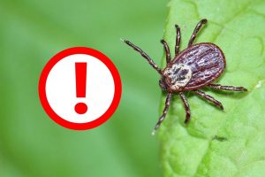 Сегодня будут обрабатывать лесопасадку микрорайона Лесной от клещей. Будьте осторожны