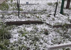 Как повлияет холодная погода на будущий урожай в Славянске