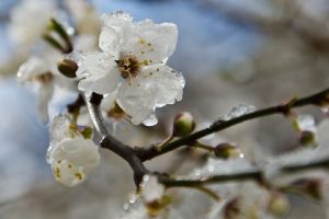 Увага! Сьогодні вночі очікуються  заморозки на Донеччині