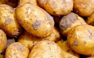 Ночные заморозки посреди мая негативно отразятся на урожае овощей. Эксперты дали прогноз