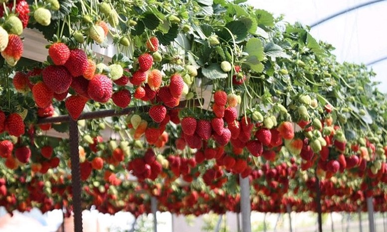 Некому собирать:  в Польше назревает “клубничный” кризис