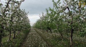 Яблуками з Донеччини смакують у Дубаї