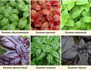 Сохраняем молодость и прощаемся с депрессией. Польза базилика и секреты его использования