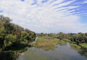 Маловодие – угроза гибели рыбы