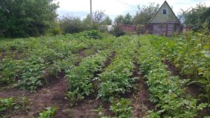 Недорогое аптечное средство заменит азотное удобрение для растений