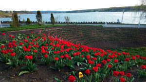 Под Славянском у памятника погибшим воинам АТО расцвели тюльпаны