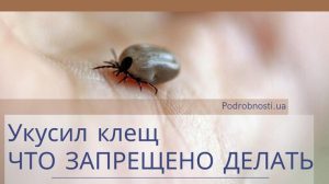 Укусил клещ: что категорически запрещено делать