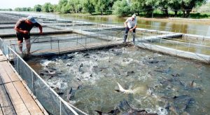 Завтра под Кабмином пройдет акция работников рыбной отрасли