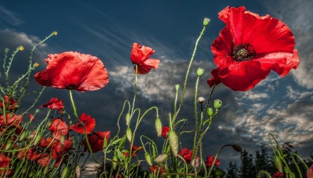 Дожди, грозы и до +35°: какой будет погода на следующей неделе