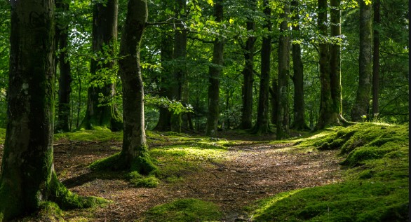 В Украине проведут инвентаризацию лесов