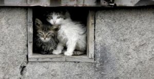 В Славянске неизвестные травят котов: открыто уголовное производство.