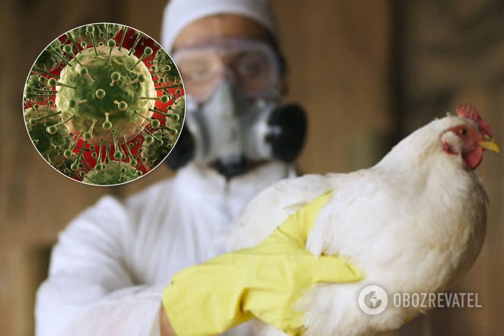 Миру пригрозили страшной эпидемией птичьего гриппа: какие риски на самом деле и кому стоит бояться