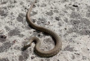 Якщо зустріли будь яку змію, не чіпайте її, – НПП “Святі Гори” звернувся до мешканців та гостей Святогірська