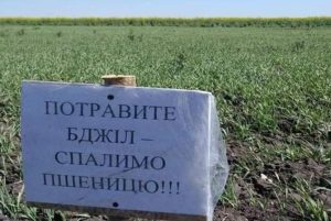 Массовая гибель пчел в Украине: умирая, насекомые плачут и жалобно пищат