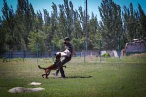 У Слов’янську визначили кращу кінологічну пару. Фото