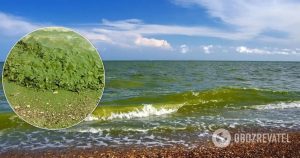 Масштаб цветения воды в Черном море показали из космоса. Фото