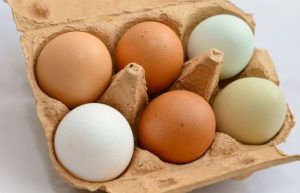 Чем отличаются коричневые яйца от белых