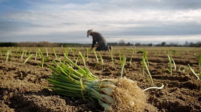 В Раде придумали новый налог для мелких фермеров