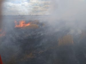 У Донецькій області горіло поле площею 147 гектарів