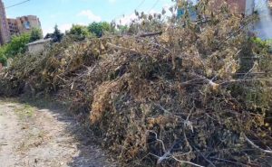 В личное пользование и безвозмездно: в Славянске отдадут ветки деревьев