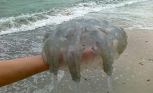 Отдыхающие на Азовском море ловят медуз рыбацкими сетями. Видео
