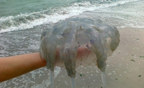 Отдыхающие на Азовском море ловят медуз рыбацкими сетями. Видео