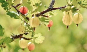 Какой праздник 20 июля: чего нельзя делать в этот день