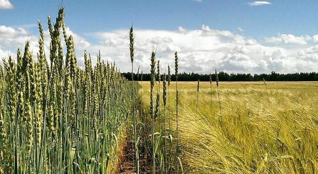 Как стать владельцем земельного пая, – министерство юстиции