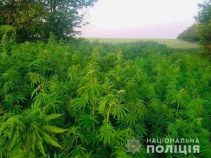 Під час спецоперації «Мак» на Донеччині знищили майже 64 000 незаконно висіяних наркотичних рослин. Фото