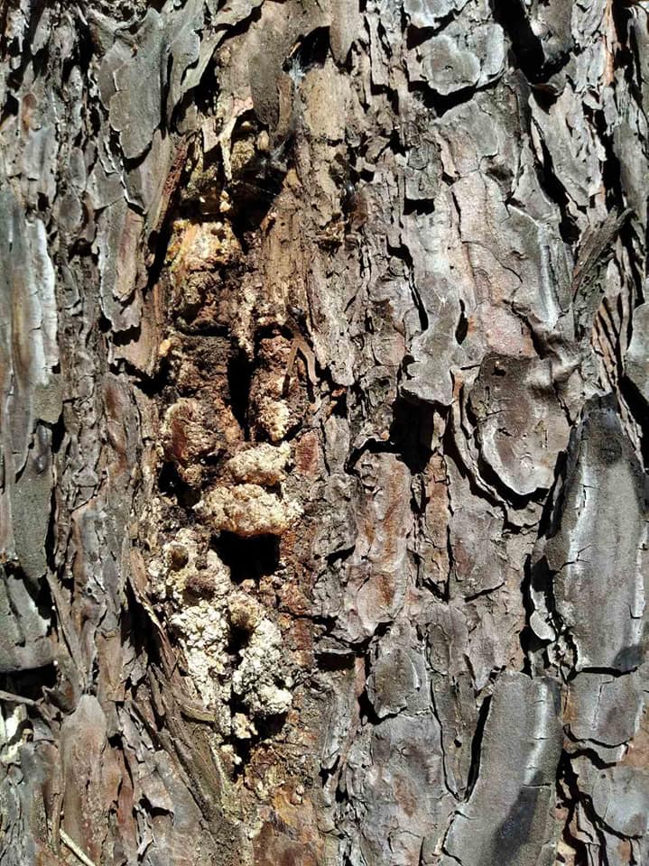 118208342 3650302781656038 5036480307384751593 n