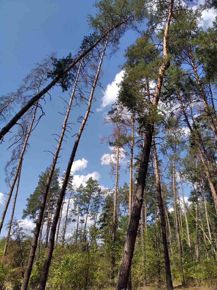 118296042 3650301951656121 7345141467171890016 n